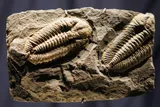 trilobite fossil 