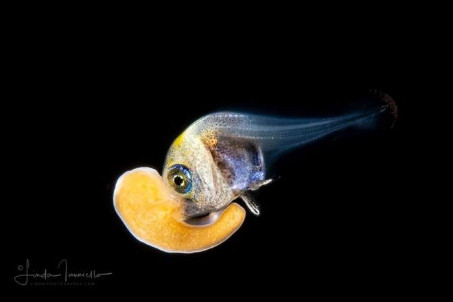 Young bamids hold an anemone in their mouth.