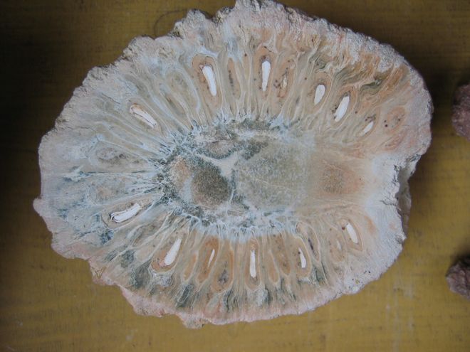 Prehistoric tree cone Araucaria mirabilis Prehistoric tree cone Araucaria mirabilis