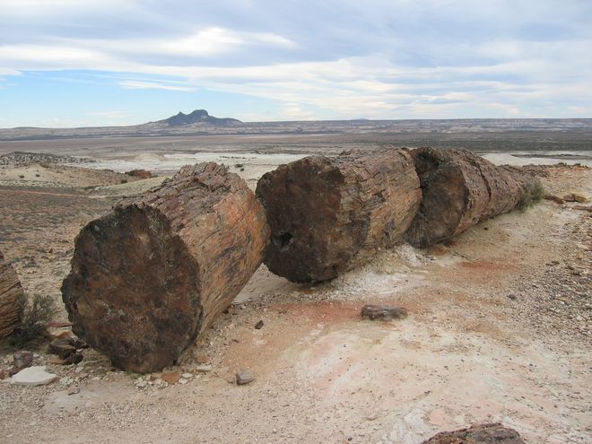 prehistoric tree araucaria fossilized