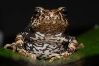 One of the newly described toad species, Nectophrynoides luhomeroensis. Photo credit: John Lyarkurwa One of the newly described toad species, Nectophrynoides luhomeroensis. Photo credit: John Lyarkurwa