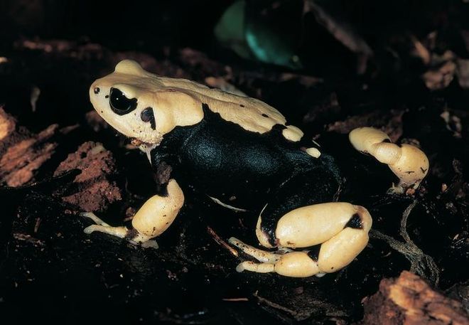 One of the newly described toad species, Nectophrynoides uhehe. Photo credit: Michele Menegon