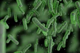 green bacteria 