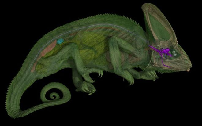 diagram of a chameleon