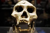 neanderthal skull 