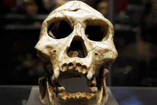neanderthal skull neanderthal skull