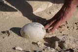 Fossilized dinosaur egg found in South America 