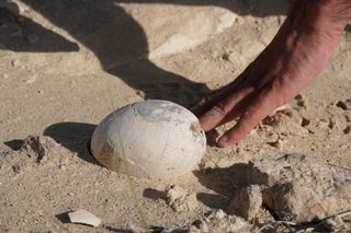 Fossilized dinosaur egg found in South America 