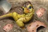 Artistic reconstruction of a newly hatched troodontid-like dinosaur