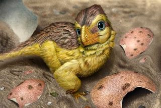 Artistic reconstruction of a newly hatched troodontid-like dinosaur
