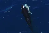 Orca swimming by young great white shark, hunting it 