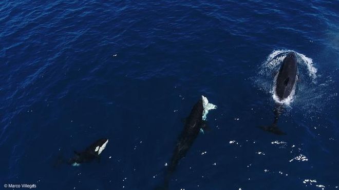 An orca subdues a white shark. Image by Marco Villegas.