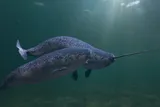 two narwhals swimming under water