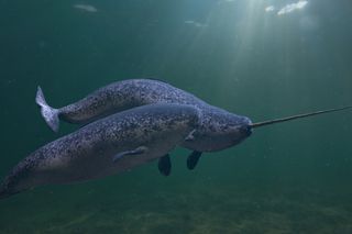 two narwhals swimming under water