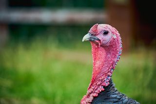 turkey with giving the camera some serious side eye turkey with giving the camera some serious side eye