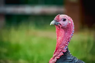 turkey with giving the camera some serious side eye turkey with giving the camera some serious side eye