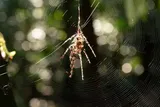 A Cyclosa spider species uses a decoy to ward off predators. 