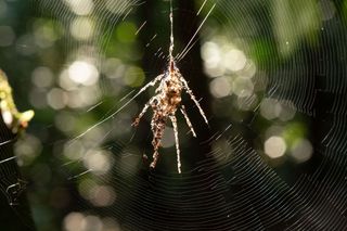 A Cyclosa spider species uses a decoy to ward off predators. 