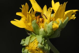 Ant and Bee fight over yellow flower Ant and Bee fight over yellow flower