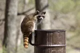 Raccoon in trash