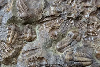 Animals of the Cambrian period include trilobites Animals of the Cambrian period include trilobites