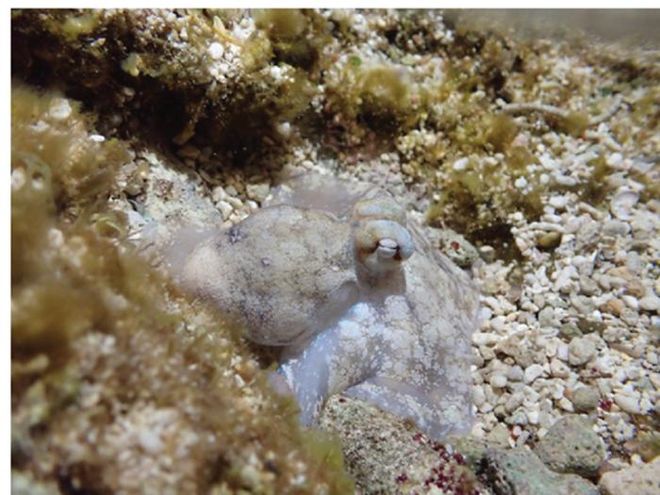 During quiet sleep, octopus laqueus appears white and motionless. This quiet sleep is punctuated by bursts of sleep that show wake-like activity (active sleep) roughly every hour.