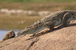 crocodile on a rock 