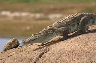 crocodile on a rock crocodile on a rock