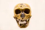 skull of a Neanderthal 