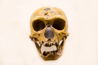 skull of a Neanderthal 