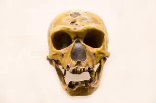 skull of a Neanderthal skull of a Neanderthal