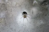 one of the Sulfur Cave spiders
