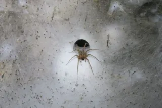 one of the Sulfur Cave spiders
