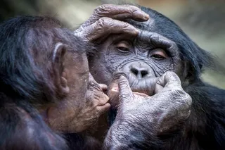 ape kissing another on the face ape kissing another on the face