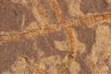 seaweed fossil or macroalgae 