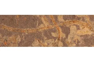 MSU researcher Katie Maloney contributed samples of rare, exceptionally well-preserved seaweed fossils (e.g., macroscopic algae) from Yukon Territory, Canada. These fossils are almost one-billion years old and represent one of the first seaweeds known in the fossil record when most life still needs to viewed through a microscope. MSU researcher Katie Maloney contributed samples of rare, exceptionally well-preserved seaweed fossils (e.g., macroscopic algae) from Yukon Territory, Canada. These fossils are almost one-billion years old and represent one of the first seaweeds known in the fossil record when most life still needs to viewed through a microscope.