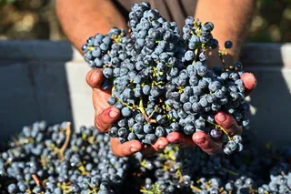 Cabernet sauvignon grapes