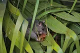 rat eating part of a palm tree