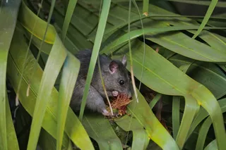 rat eating part of a palm tree rat eating part of a palm tree