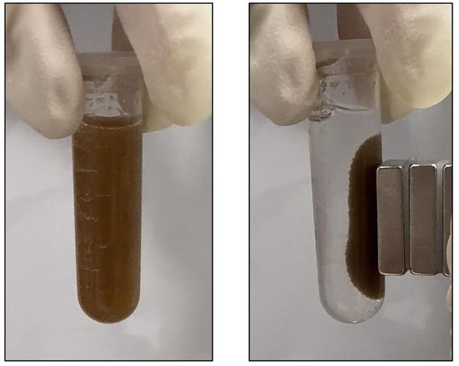 Microspheres that sense gastrointestinal disease are suspended in solution (left), then attracted to the side of a test tube by a magnet (right) so researchers can easily retrieve them from biological samples. Microspheres that sense gastrointestinal disease are suspended in solution (left), then attracted to the side of a test tube by a magnet (right) so researchers can easily retrieve them from biological samples.