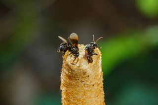 two stingless bees on a flower