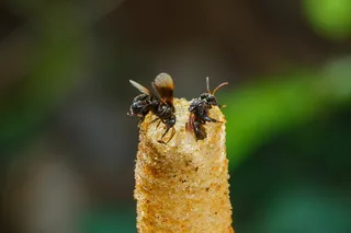 two stingless bees on a flower