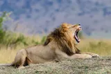 Lion lying down and roaring