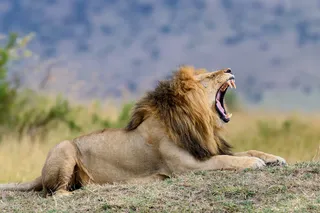 Lion lying down and roaring