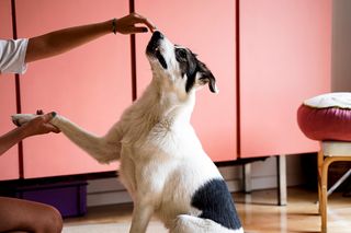 Dog training, owner with dog doing a trick