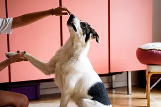 Dog training, owner with dog doing a trick