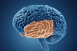 Graphic of a brain, highlighting the temporal lobe