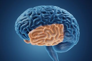 Graphic of a brain, highlighting the temporal lobe