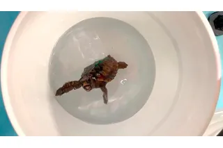 Young loggerhead dances when senses Earth's magnetic field