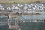 wolf standing in water with seagulls in the background 